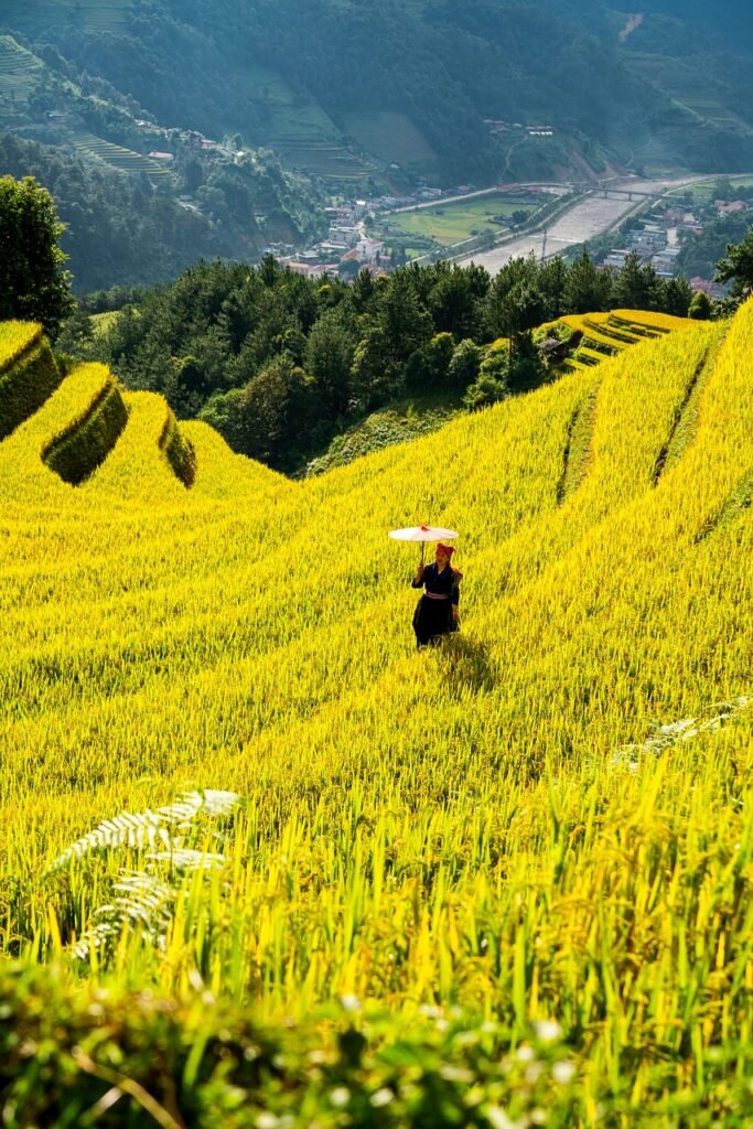 mountains, plateau, step, field, nature, people, rice, countryside, outdoors, agriculture